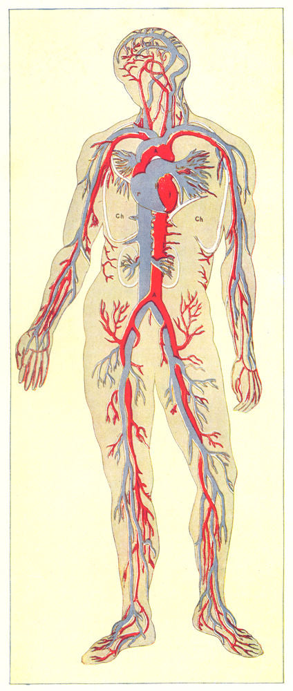 BIOLOGY. Blood-general blood vessels; Arteries are in red; veins blue 1907